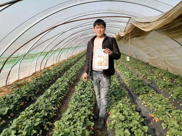 中牟胡先生宁玉草莓使用田轻松草莓圈二月份水肥管理解决方案