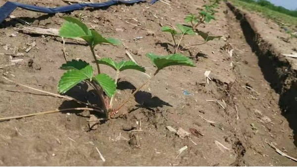 草莓育苗技术分享 5月分四大管理要点 关注草莓圈 轻松种草莓