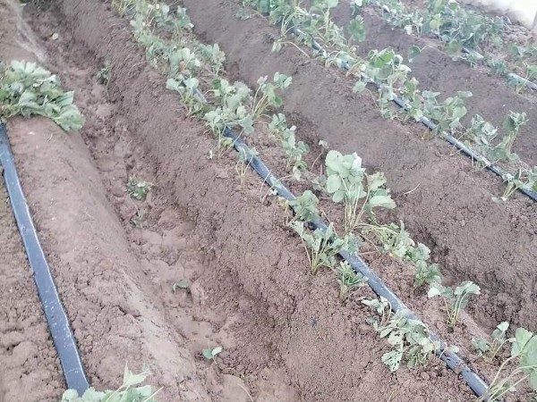 草莓不生根是什么原因？草莓栽种用哪种化肥促生长