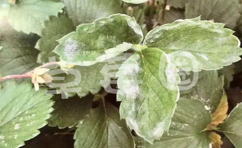 草莓白粉病症状一