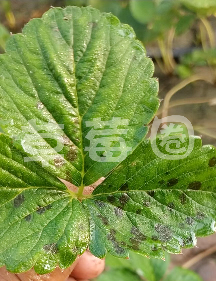 草莓炭疽病叶片症状