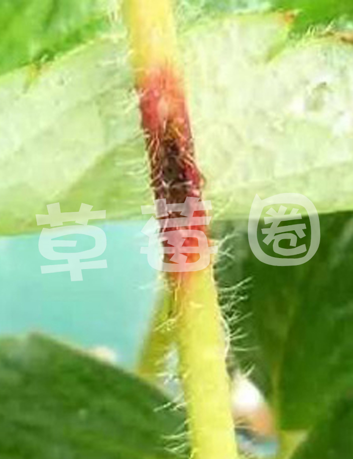 草莓炭疽病茎秆症状