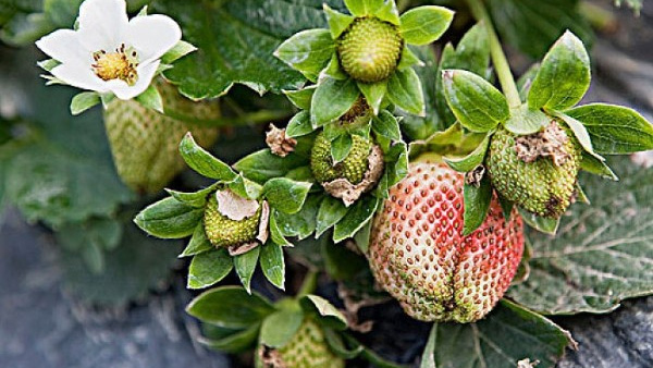 草莓畸形果是什么原因造成的？田轻松小编来告诉你