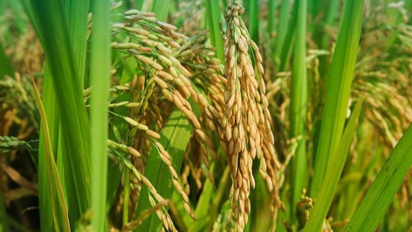 水稻高产施肥方案