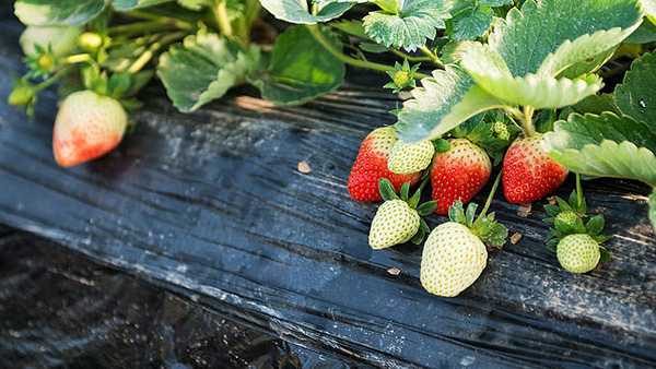 草莓个头小该用什么肥料
