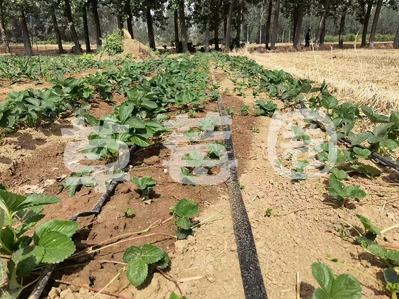 草莓育苗6月份管理要点二