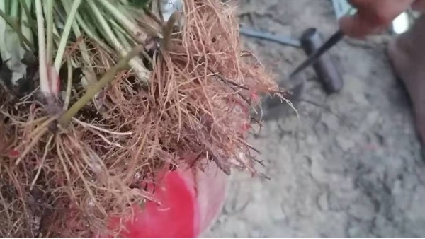 草莓苗移栽死苗较多该怎么办用抗重茬技术包