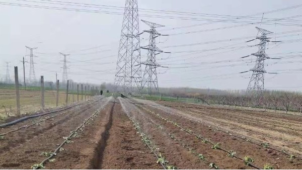 草莓育苗的关键技术及步骤