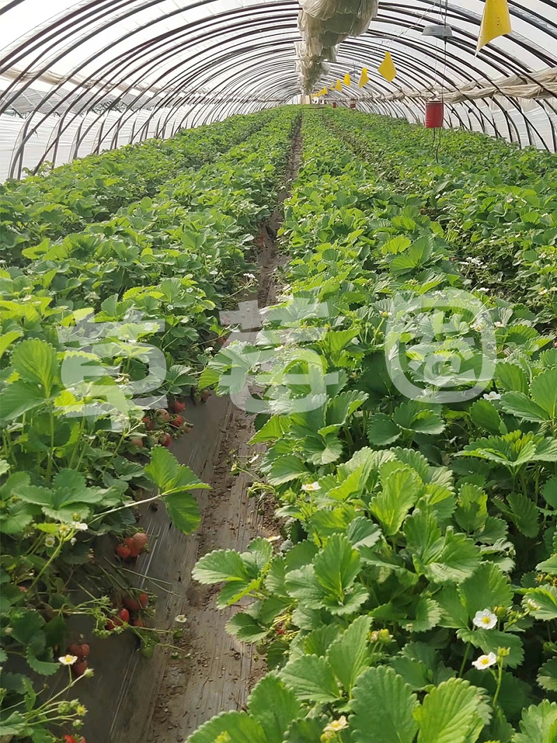 中牟土山店草莓育苗技术指导一