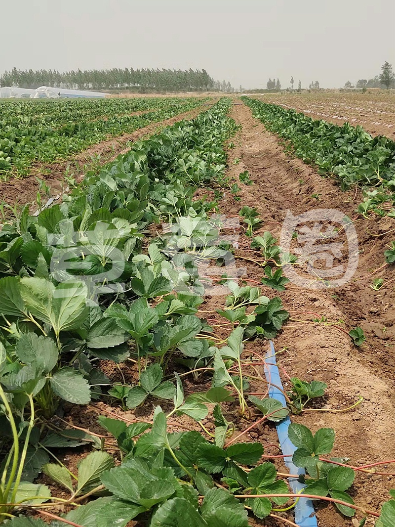 中牟土山店草莓育苗技术指导二