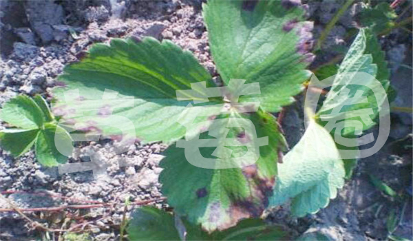 草莓匍匐茎抽生期，草莓褐斑病怎么防治？