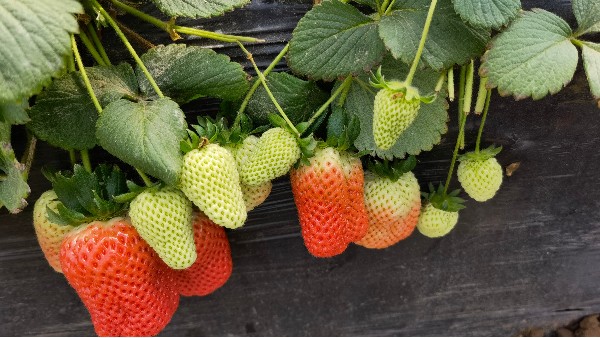 新手草莓怎么种植？