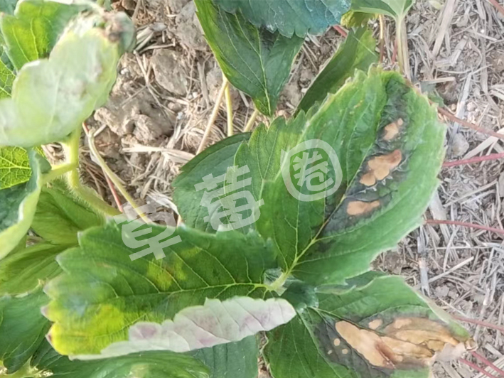 草莓病害多——褐斑
