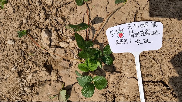 烈日炎炎，草莓圈技术员为中牟县周边农户做技术服务
