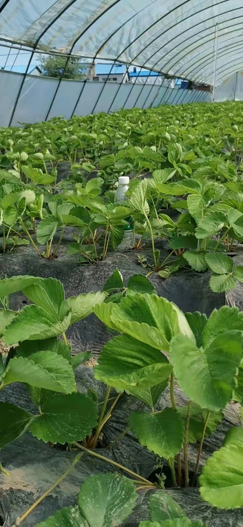 草莓苗种植技术
