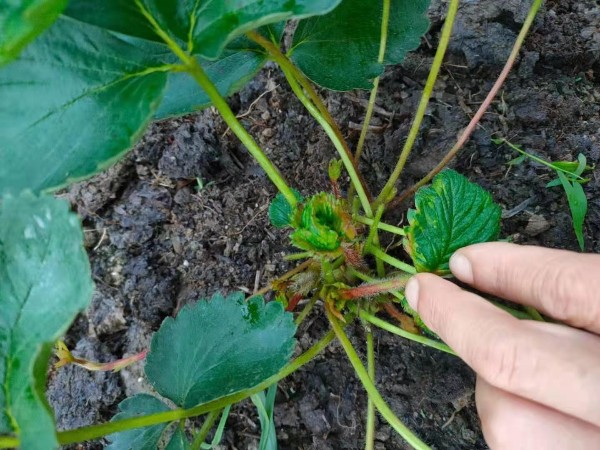 草莓苗种植栽培技术草莓苗移栽后怎样浇水如何管理草莓苗要多少钱一棵