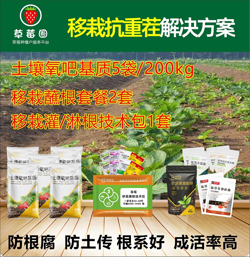 草莓抗重茬 草莓抗重茬