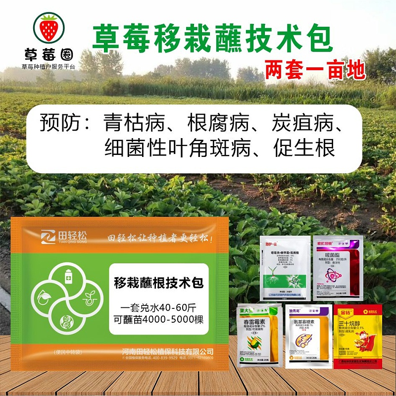 草莓移栽蘸根方案 草莓移栽蘸根方案