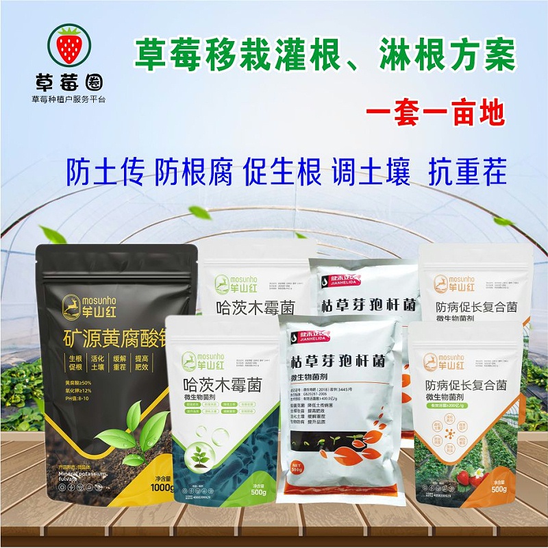 草莓苗灌根方案 草莓苗灌根方案