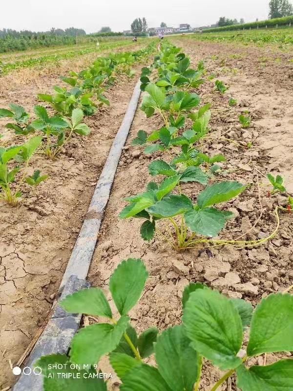 草莓苗种植技术