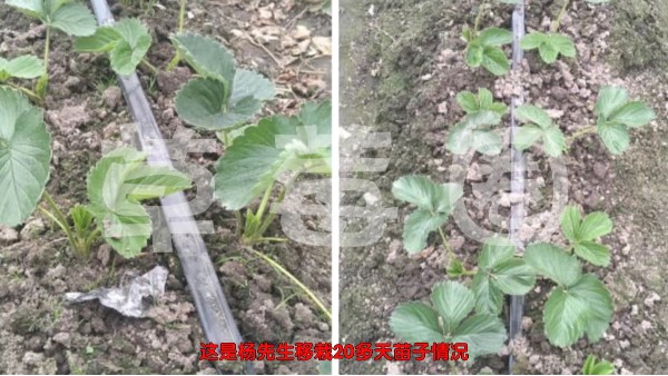 云南大理【草莓移栽蘸根+灌根方案】案例分享