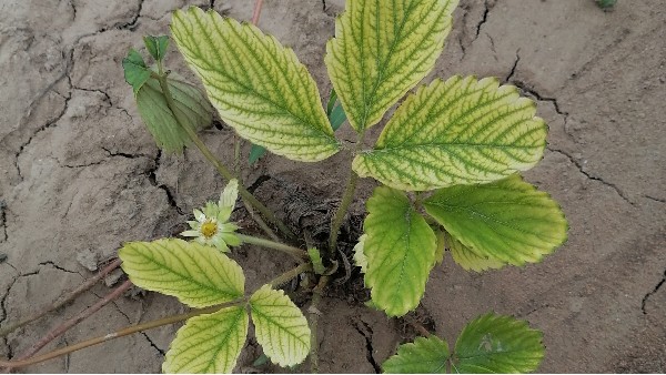 草莓苗种植技术草莓黄萎病多地爆发草莓圈告诉你防治方法