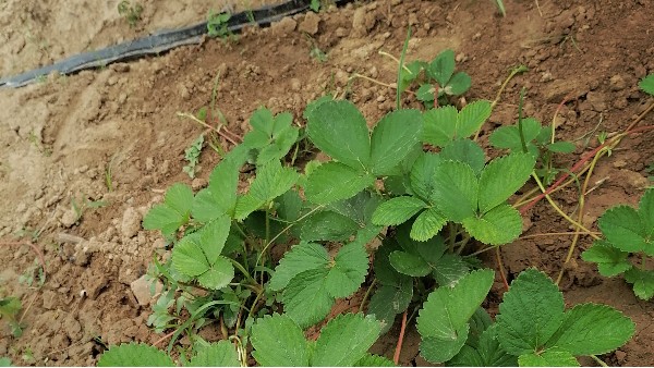 草莓苗种植技术如何让匍匐茎抽生更多上草莓圈轻松种草莓