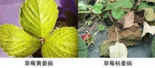 枯萎病 枯萎病
