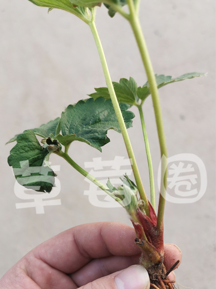 芽线虫