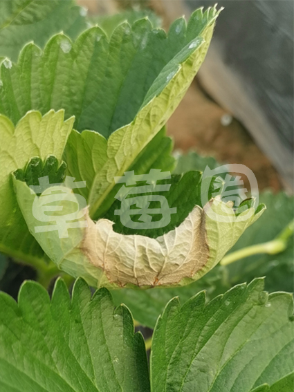 高温日灼