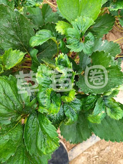病毒病