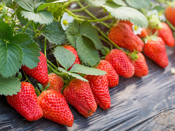 草莓圈草莓炭疽解决方案