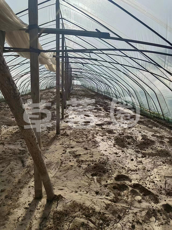 夏季闷棚