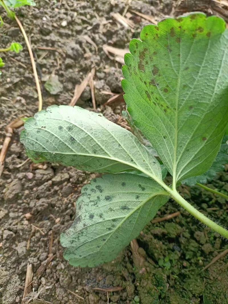 草莓细菌性叶角斑病叶片症状