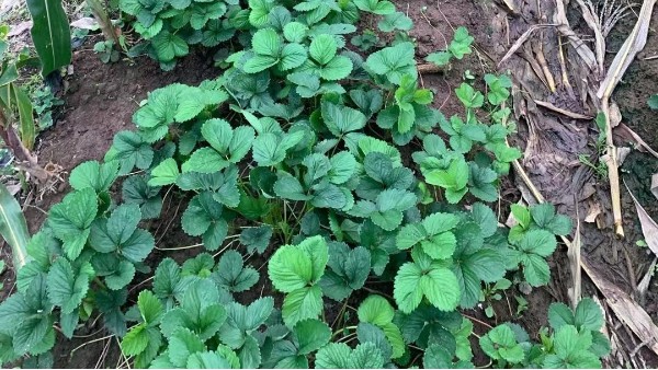 高温多雨一定要注意防治草莓细菌性角斑病空心病‘断头病’多发