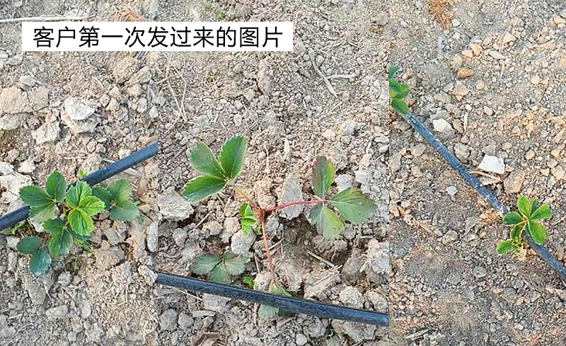 河南信阳罗山草莓育苗期苗弱及草莓根腐病合作案例l图一