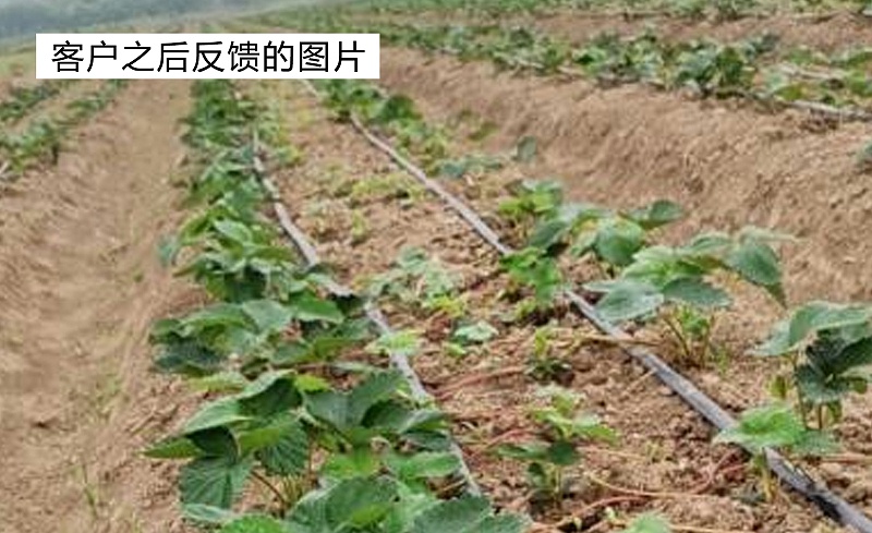河南信阳罗山草莓育苗期苗弱及草莓根腐病合作案例图二