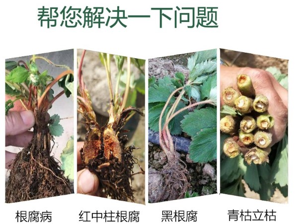 草莓圈-草莓病害全程解决方案