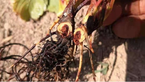 防治草莓炭疽病种植技术草莓炭疽病如何治疗