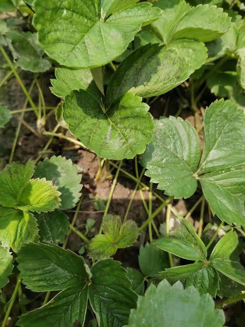 草莓种植技术