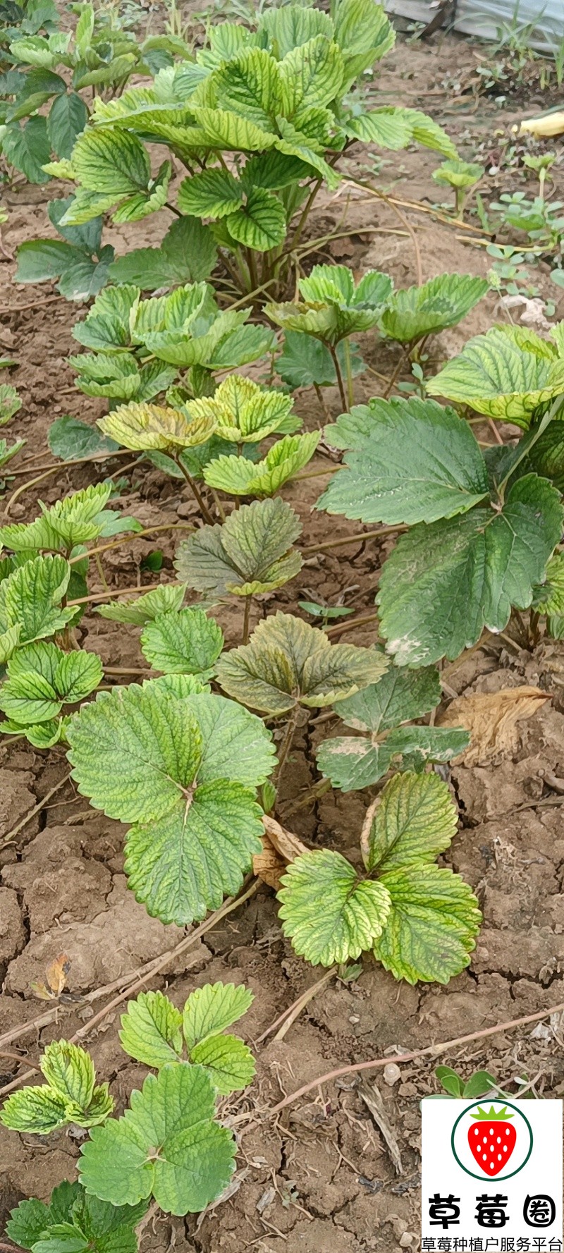 草莓苗种植技术