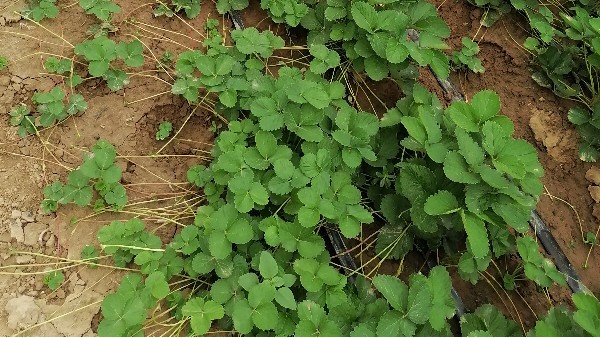 露天草莓栽种时间 露天草莓苗种植技术细节分析