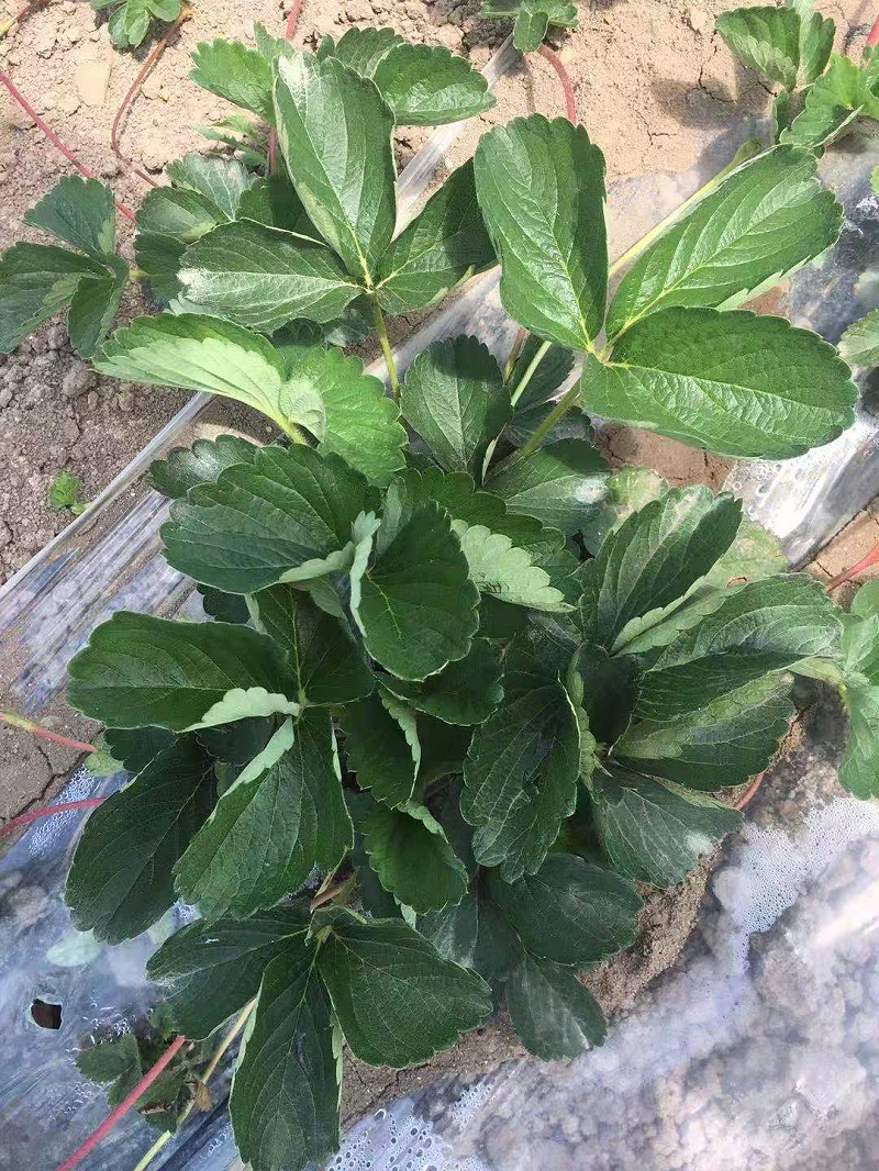 草莓施肥