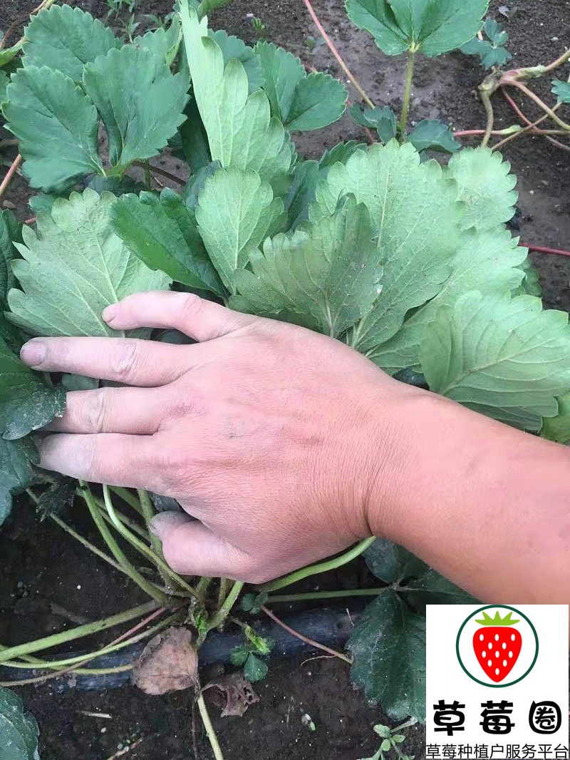 草莓施肥