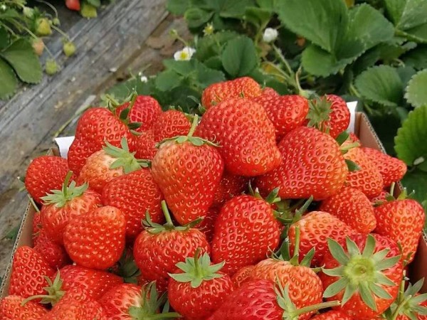 草莓生根养根解决方案