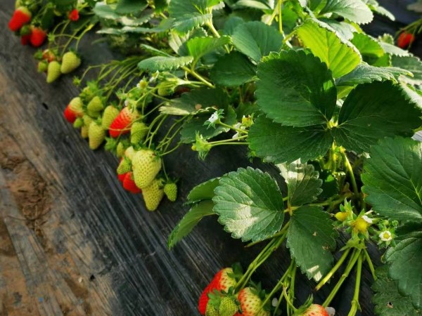温室草莓如何正确浇水及注意事项