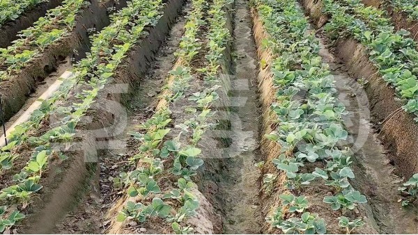 安徽阜阳草莓移栽方案案例分享