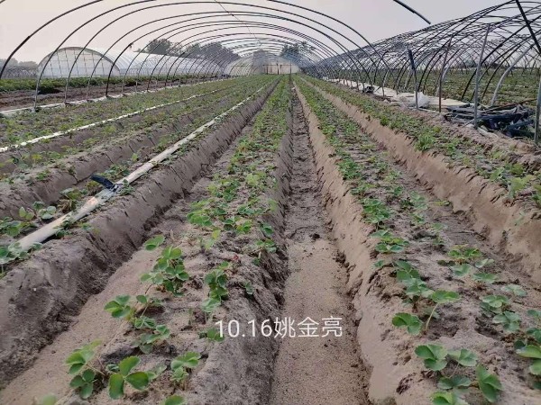 草莓种植怎么使用冲施肥？草莓圈种植技术详讲