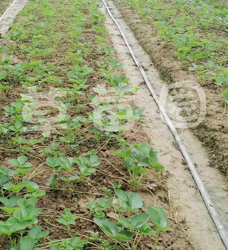 育苗7月份一