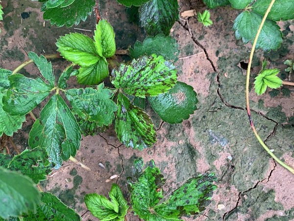 草莓施肥草莓地怎样消毒草莓园地土壤消毒方式有哪些